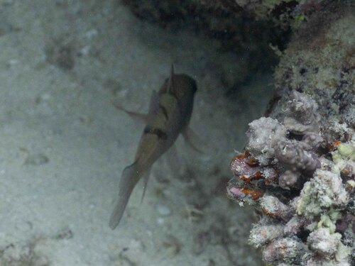 Pristicon trimaculatus