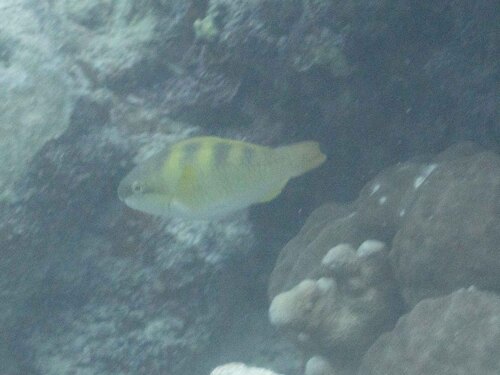 Scarus dimidiatus