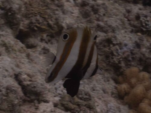 Coradion melanopus