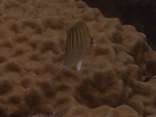 Chaetodon punctatofasciatus