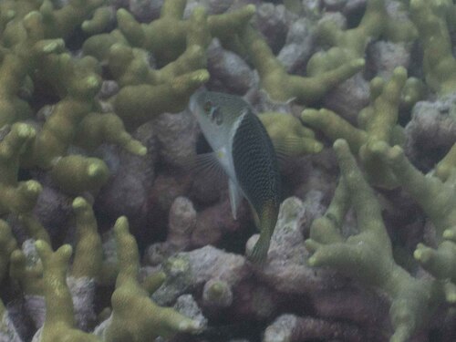 Hemigymnus melapterus