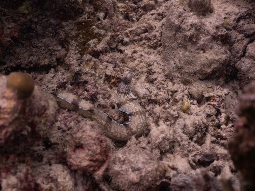 Gymnothorax enigmaticus
