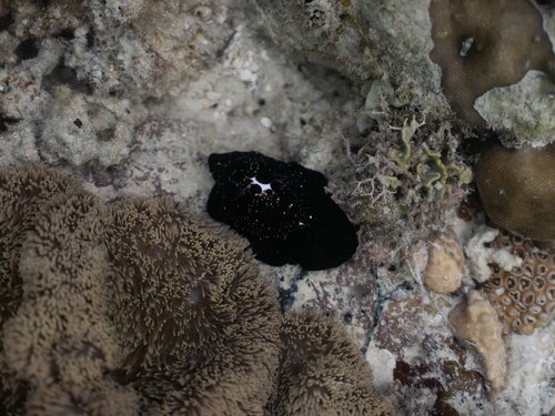 Ovula ovum