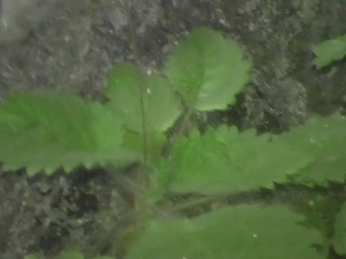 Emarhendia