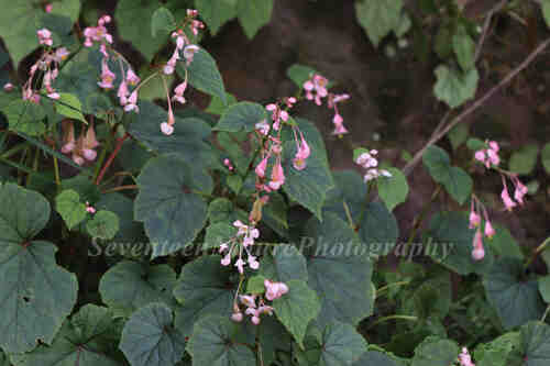 Begonia grandis sinensis