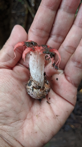 anemone stinkhorn fungus