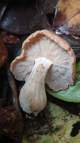 Rhodocollybia laulaha
