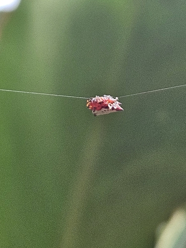 Spinybacked Orbweaver
