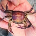 Table Mountain River Crab - Photo (c) Simon van Noort, all rights reserved, uploaded by Simon van Noort