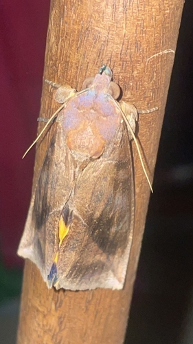 Eudocima procus