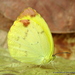 Mariposa Amarilla de Borde Delgado Mexicana - Photo (c) Juan Carlos Garcia Morales, todos los derechos reservados, uploaded by Juan Carlos Garcia Morales