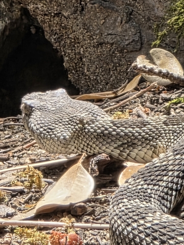 iNaturalist observation photo of Northern Pacific Rattlesnake