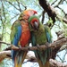 Shamrock Macaw - Photo (c) Paulina chavez, all rights reserved, uploaded by Paulina chavez