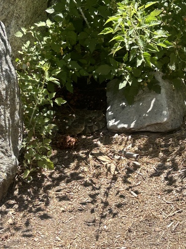 iNaturalist observation photo of Western Rattlesnake