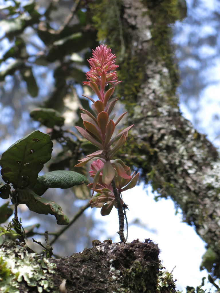 Echeveria rosea from Rioverde, S.L.P., Mexico on December 7, 2013 at 04 ...