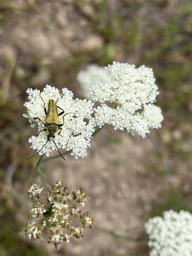 iNaturalist observation photo of Yellow Velvet Beetle