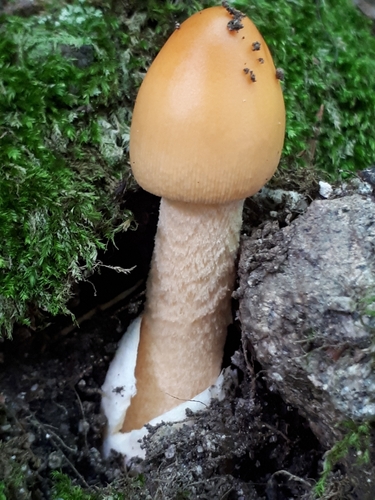 Orange Grisette