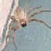 Giant Crab Spider - Photo (c) DeAnna, all rights reserved, uploaded by DeAnna