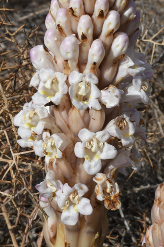 Cistanche laxiflora