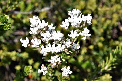 Conospermum longifolium - Wikipedia