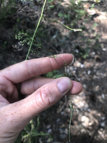 Galium timeroyi
