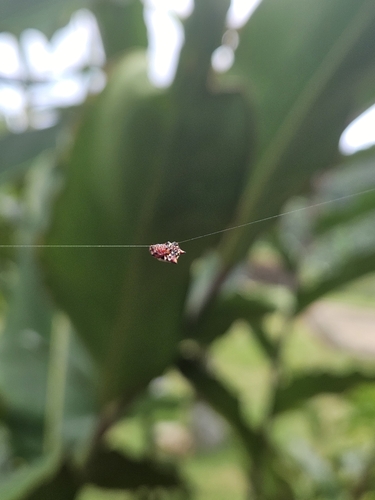 Spinybacked Orbweaver