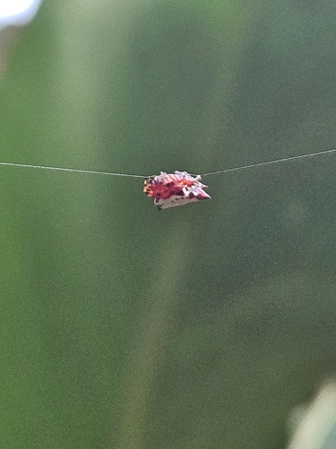 Spinybacked Orbweaver