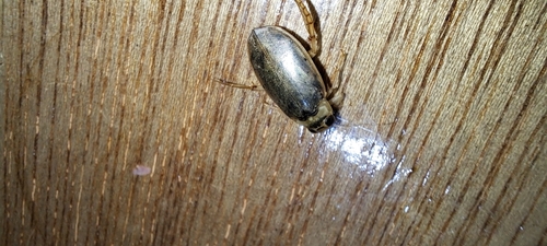 Padded Diving Beetle