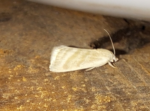 Three-barred Earis