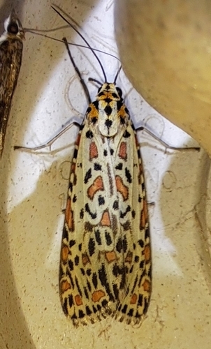 Crotalaria moth