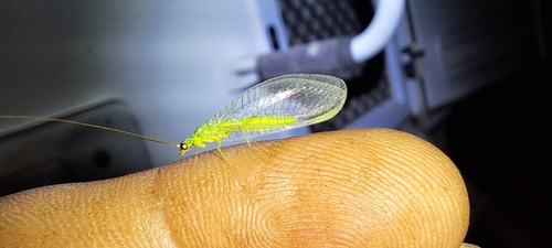 Mallada signatus
