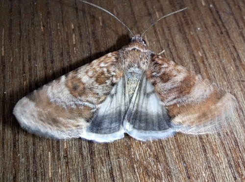 Lesser Budworm Moth