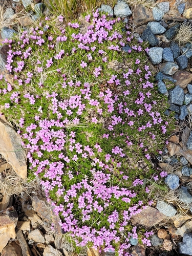 Moss Campion
