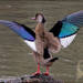 Brazilian Teal - Photo (c) RAP, all rights reserved, uploaded by RAP