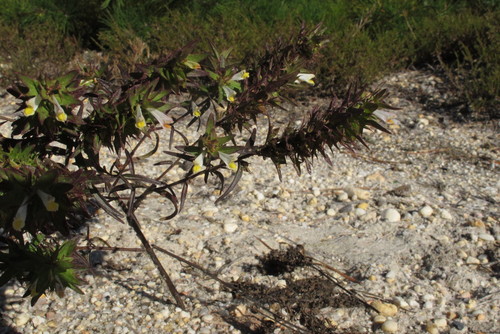 Melampyrum lineare var. pectinatum