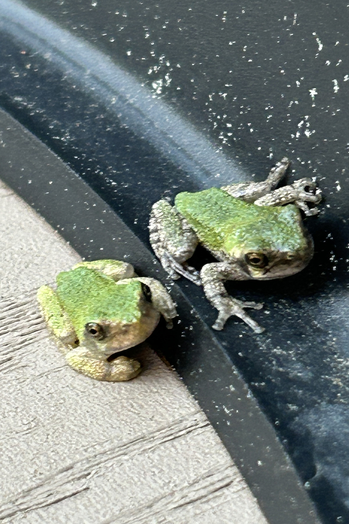 Gray Treefrog Species Complex from Ellicott City, MD, USA on June 22 ...