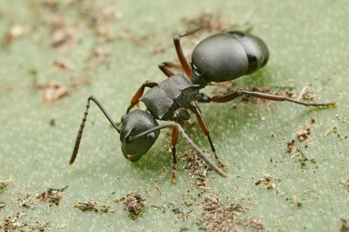 Polyrhachis durbanensisPolyrhachis durbanensis