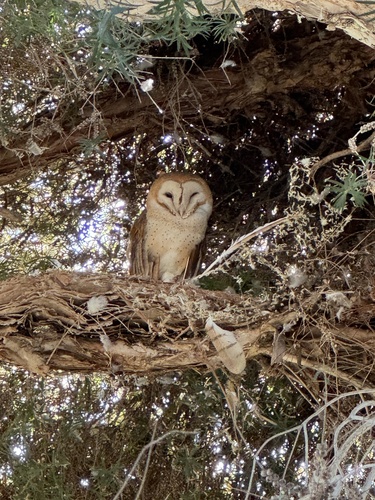 View observation of {o.common_name} on iNaturalist