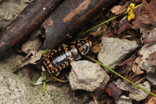 Harlequin Cockroach