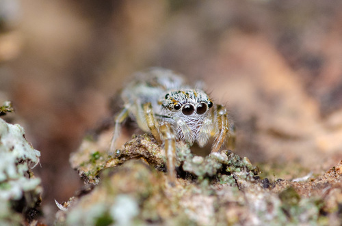Pseudicius encarpatus
