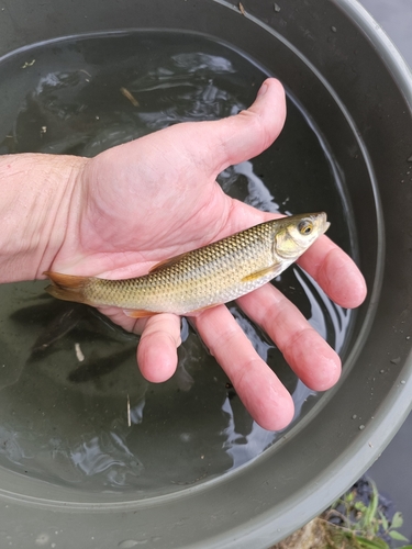 Northern Iberian chub