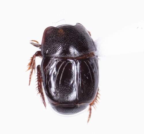 Hypocaccus lucidulus