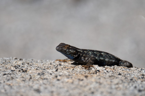 iNaturalist observation photo of Western Fence Lizard