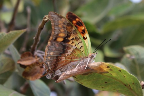 Green-veined Emperor