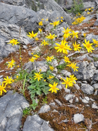 Arnica gracilis