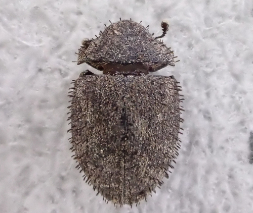 Curimopsis echinata