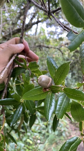 Quercus benthamii
