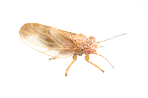 iNaturalist observation photo of Purshivora