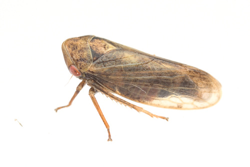 iNaturalist observation photo of Macropsis