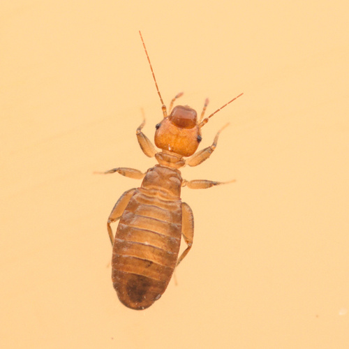 iNaturalist observation photo of Domestic Booklice